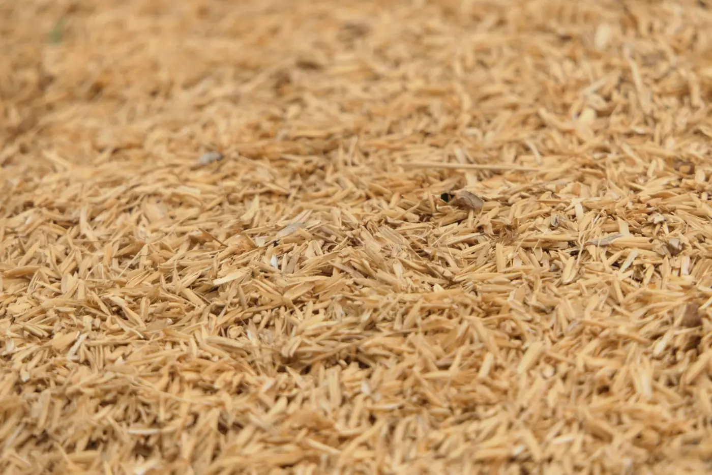 Wheat bran (chokar) close up