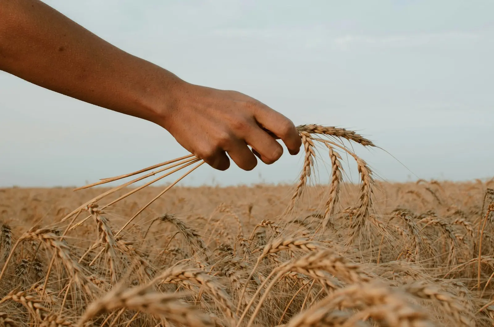 Hand checking wheat grain