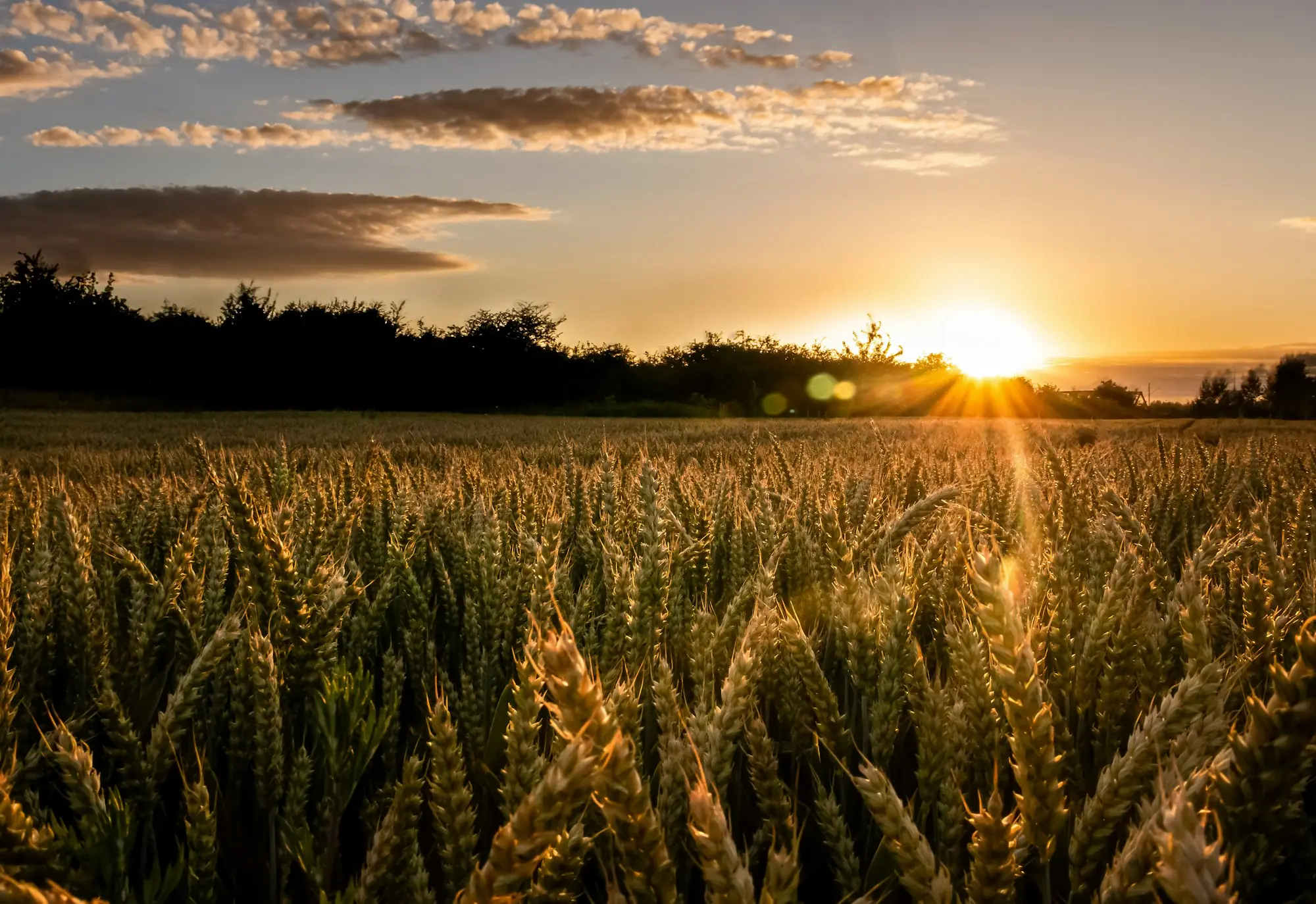Golden Punjab wheat field at sunset