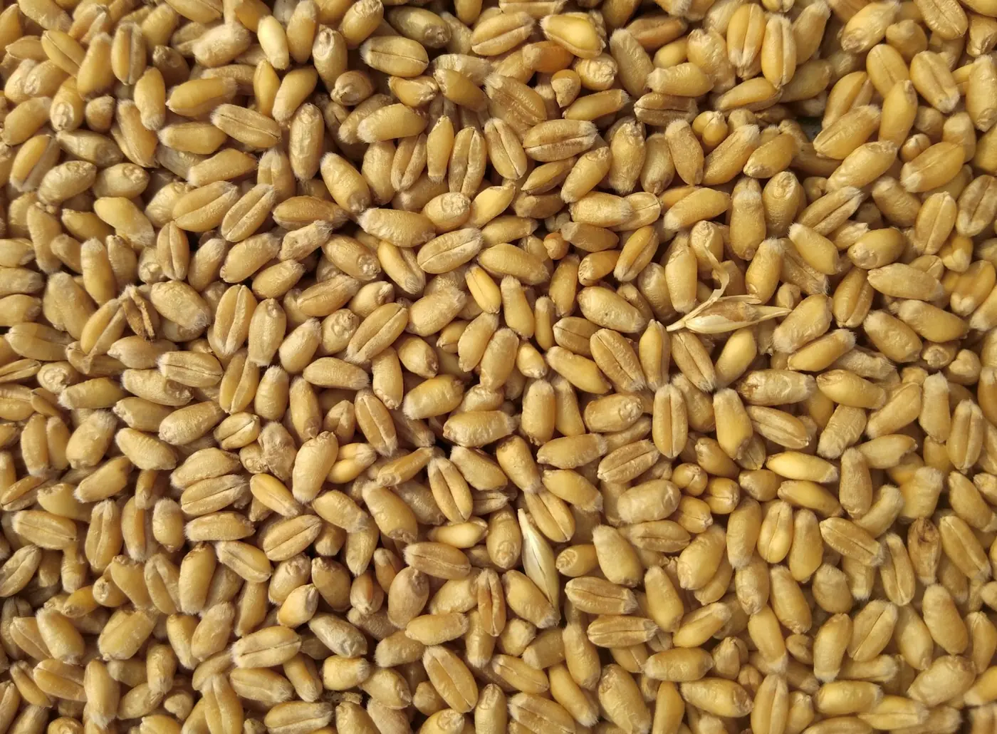 Wheat grains